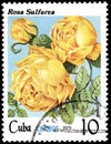 CUBA - CIRCA 1979: A stamp, printed in the Cuba, shows a Rose sulfurea, series roses