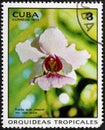 CUBA - CIRCA 1973: A stamp printed in the CUBA, shows Vanda miss joaquin var rose maria.