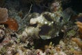 Cuba coral life underwater