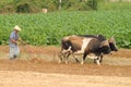 Cuba: A cuban farmer in the region Vinales, where most of the tabacco plantations are