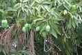 Cuba, Habana, spring, may.The Mango tree, ripening.