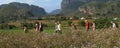 Cuba: Hiker group at flowering Vinales in Pinar del Rio in the tabacco region