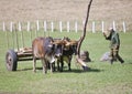 CUBA, JANUARY 28, 2013:The Cuban farmer with oxen in the field