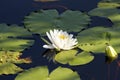 Cuba - Laguna del Tesoro - Water lily on lake surface Royalty Free Stock Photo