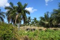 Cuba natural landscape
