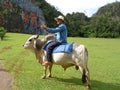 Cuba Pina del Rio farmer on ox gestures to explain large rock paintings