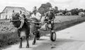 Cuba, Pinar del Rio area, tobacco farmers, ox cart, with two farmers