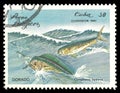 Common Dolphinfish