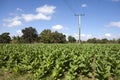 Cuba. Tobacco beds in rural areas Royalty Free Stock Photo