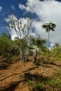 Cuba, Tourist trail into Pico Turquino tops. Royalty Free Stock Photo