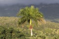 Cuba, Vinales, Palm Tree