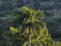 Cuba, Vinales, Palm Tree