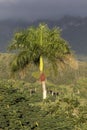 Cuba, Vinales, Palm Tree