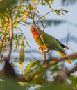 Cuban Amazon in evening light Royalty Free Stock Photo