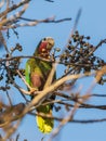 Cuban Amazon Parrot Royalty Free Stock Photo