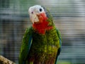 Cuban amazon or rose-throathed parrot in a volier