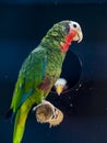 Cuban amazon or rose-throathed parrot in a volier
