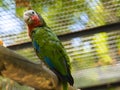 Cuban amazon or rose-throathed parrot in a volier