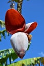 Cuban bananas - flower Royalty Free Stock Photo