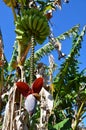 Cuban bananas Royalty Free Stock Photo