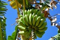 Cuban bananas Royalty Free Stock Photo