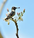 Cuban Bee Hummingbird (Mellisuga helenae) Royalty Free Stock Photo