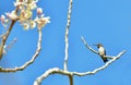 Cuban Bee Hummingbird (Mellisuga helenae)