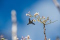 Cuban Bee Hummingbird (Mellisuga helenae) single adult male