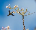 Cuban Bee Hummingbird (Mellisuga helenae) single adult male