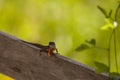 Cuban brown anole, also called Anolis sagrei, perches on a fence Royalty Free Stock Photo