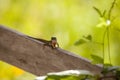 Cuban brown anole, also called Anolis sagrei, perches on a fence Royalty Free Stock Photo