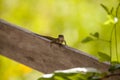 Cuban brown anole, also called Anolis sagrei, perches on a fence Royalty Free Stock Photo