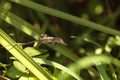 Cuban brown anole Anolis sagrei eats a wood termite with wings Royalty Free Stock Photo
