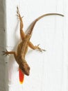 Cuban brown anole lizard puffing dewlap Royalty Free Stock Photo