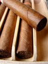 Cuban brown cigars Royalty Free Stock Photo