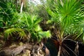 Cuban cenotes - Cueva de los Peces near Giron beach Royalty Free Stock Photo