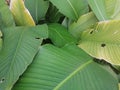 Cuban cigar or Calathea Lutea plant