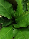 Cuban cigar or Calathea Lutea plant