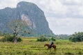 Cuban cowboy in Vinales Valley, Cuba