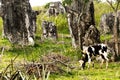 Cuban cows in ViÃÂ±ales valley view in Cuba. Unreal nature with lakes, mountain, trees, wildlife. Gorgeus sky.