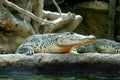 Cuban crocodile Royalty Free Stock Photo