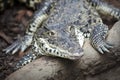 Cuban crocodile (Crocodylus rhombifer) Royalty Free Stock Photo