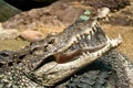 The Cuban crocodile - Crocodylus rhombifer.