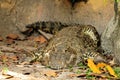 Cuban crocodile, Crocodylus rhombifer Royalty Free Stock Photo