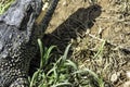 The Cuban crocodile Crocodylus Rhombifer is a small species of crocodile endemic to Cuba - Peninsula de Zapata National Park, Cu Royalty Free Stock Photo