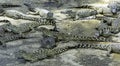 The Cuban crocodile Crocodylus Rhombifer is a small species of crocodile endemic to Cuba - Peninsula de Zapata National Park, Cu Royalty Free Stock Photo