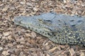 Cuban crocodile head Royalty Free Stock Photo