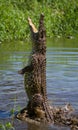 The Cuban crocodile jumps out of the water.