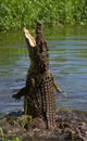 The Cuban crocodile jumps out of the water.