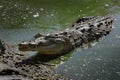 A Cuban Crocodile Royalty Free Stock Photo